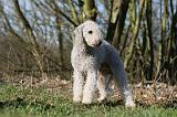 BEDLINGTON TERRIER 222